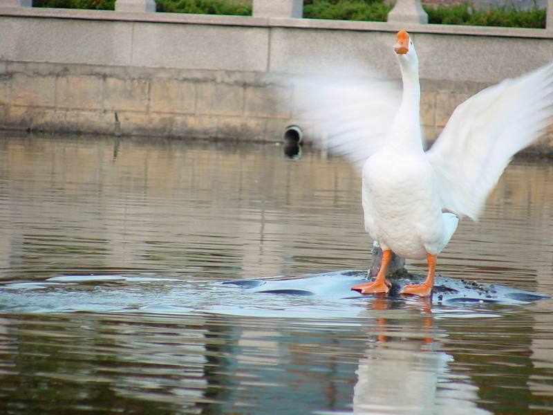 홰를 치는 거위 (Swan Goose flapping); DISPLAY FULL IMAGE.