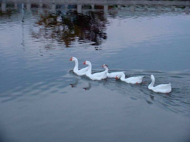 거위 대행진, 중국거위 Anser cygnoides (Swan Geese); DISPLAY FULL IMAGE.