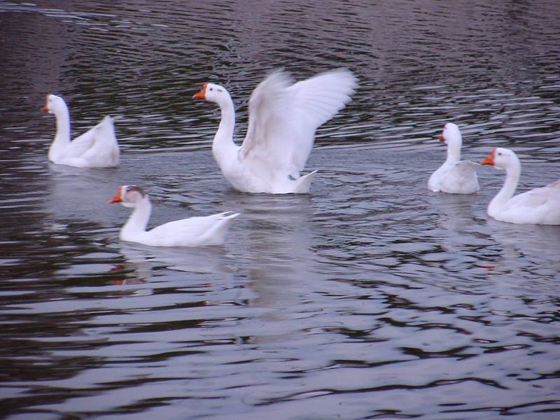 거위 대행진, 중국거위 Anser cygnoides (Swan Geese); DISPLAY FULL IMAGE.
