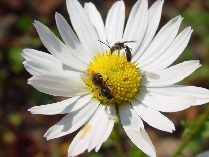 꽃위의 작은 벌 종류 (tiny bees); DISPLAY FULL IMAGE.