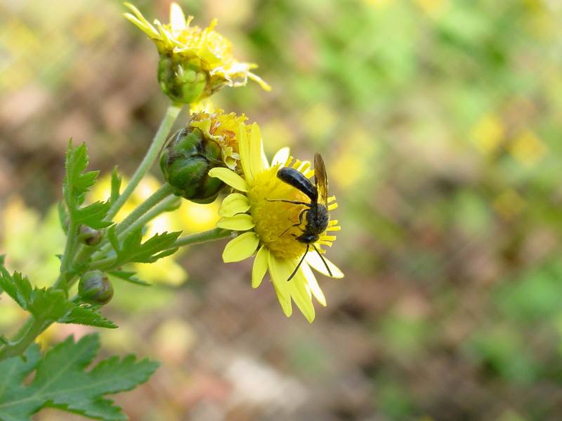금국 꽃위의 작은 벌 종류 (tiny bee); DISPLAY FULL IMAGE.