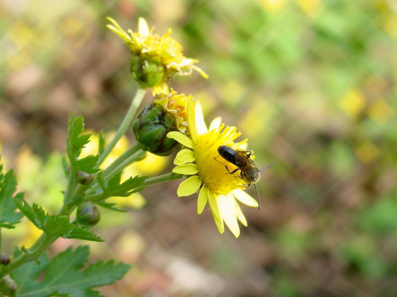 금국 꽃위의 작은 벌 종류 (tiny bee); DISPLAY FULL IMAGE.