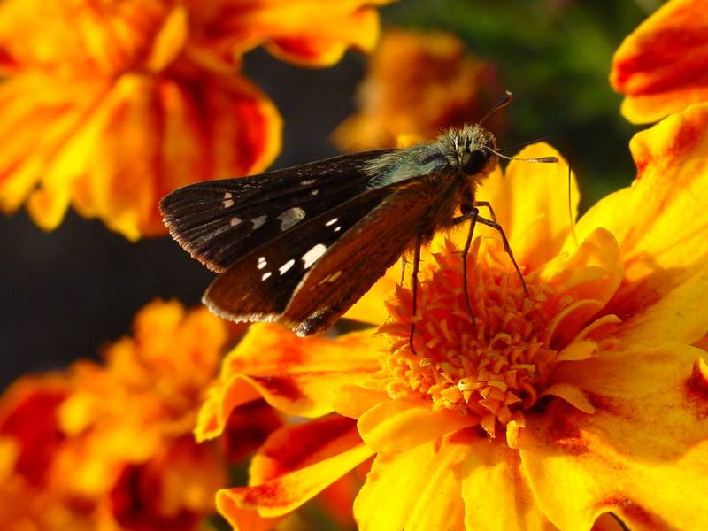 줄점팔랑나비 Parnara guttata (Common Straight Swift Butterfly); DISPLAY FULL IMAGE.