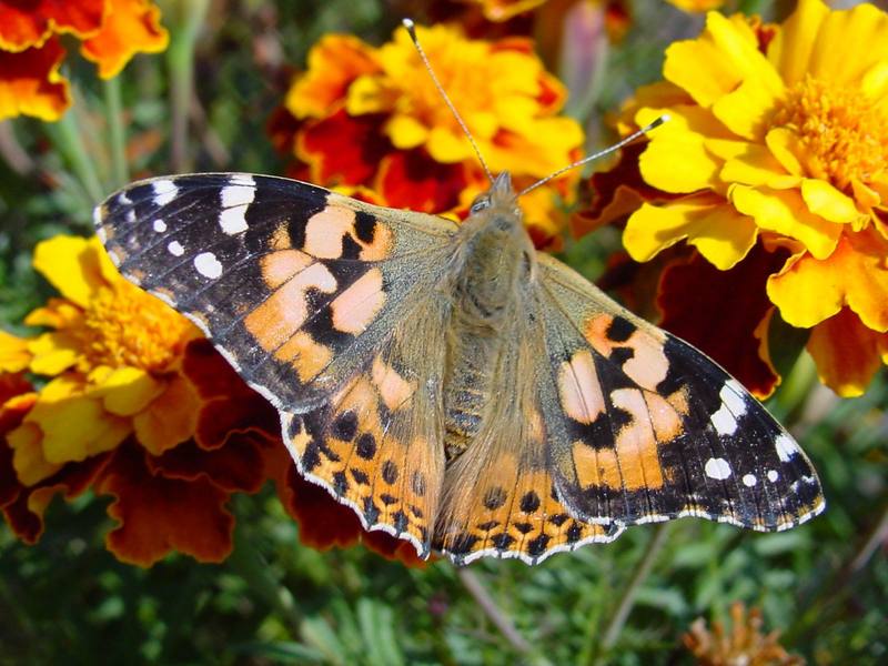 작은멋쟁이나비 Cynthia cardui (Painted Lady Butterfly); DISPLAY FULL IMAGE.