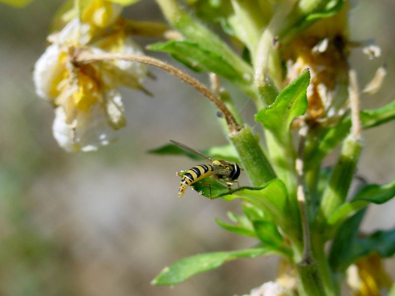 꼬마꽃등에 종류의 산란 -- 쟈바꽃등에 Allograpta javana (Javan hoverfly); DISPLAY FULL IMAGE.