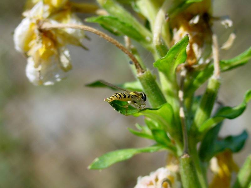꼬마꽃등에 종류의 산란 -- 쟈바꽃등에 Allograpta javana (Javan hoverfly); DISPLAY FULL IMAGE.