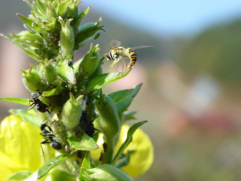 개미의 진딧물 농장과 꼬마꽃등에 종류의 산란 -- 쟈바꽃등에 Allograpta javana (Javan hoverfly); DISPLAY FULL IMAGE.