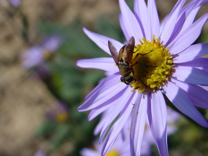 작고 예쁜 꽃등에 한마리 - 어리대모꽃등에 Volucella pellucens / Syrphidae 꽃등에과 / Diptera 파리목; DISPLAY FULL IMAGE.