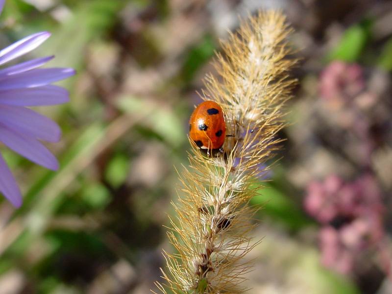 칠성무당벌레 Coccinella septempunctata (Seven-spotted Ladybug); DISPLAY FULL IMAGE.