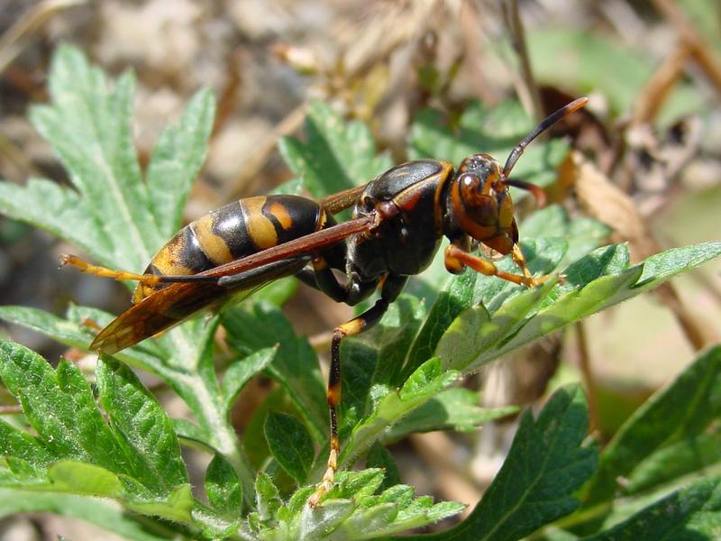 대형 말벌 (Wasp); DISPLAY FULL IMAGE.