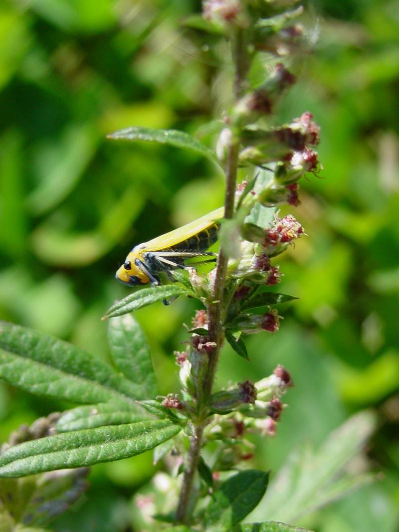 끝검은말매미충 Bothrogonia japonica (Black-tipped leafhopper); DISPLAY FULL IMAGE.