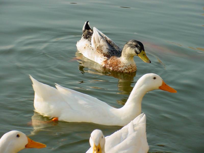 청둥오리와 집오리 (Mallard and Domestic Ducks); DISPLAY FULL IMAGE.