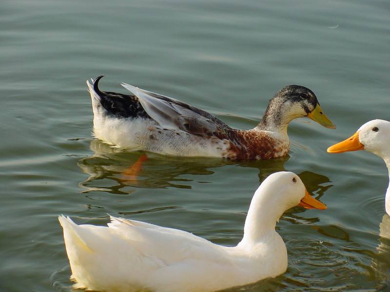 청둥오리와 집오리 (Mallard and Domestic Ducks); DISPLAY FULL IMAGE.