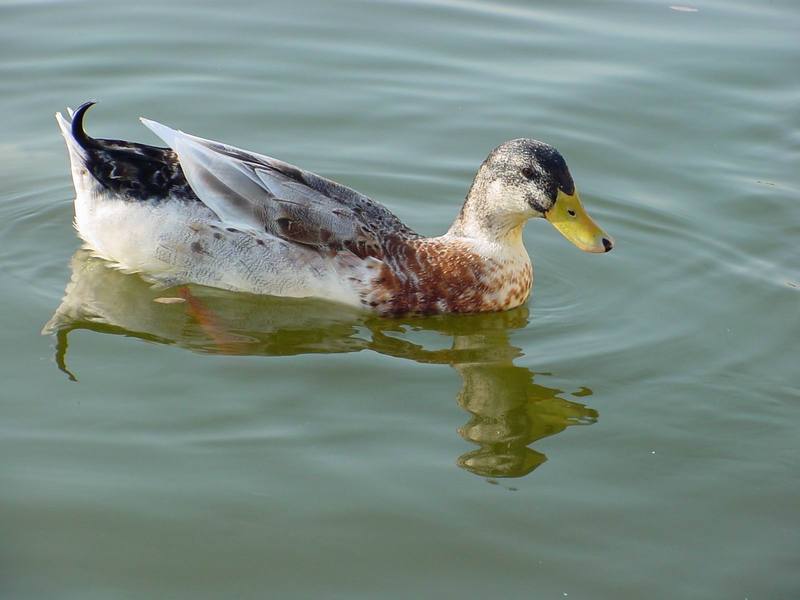 청둥오리 (Mallard Duck); DISPLAY FULL IMAGE.