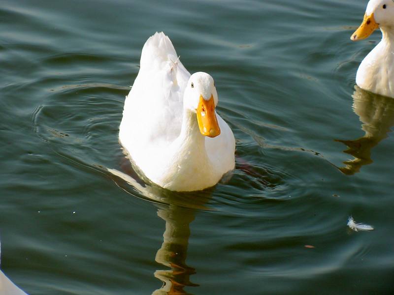 집오리 (Domestic Duck); DISPLAY FULL IMAGE.