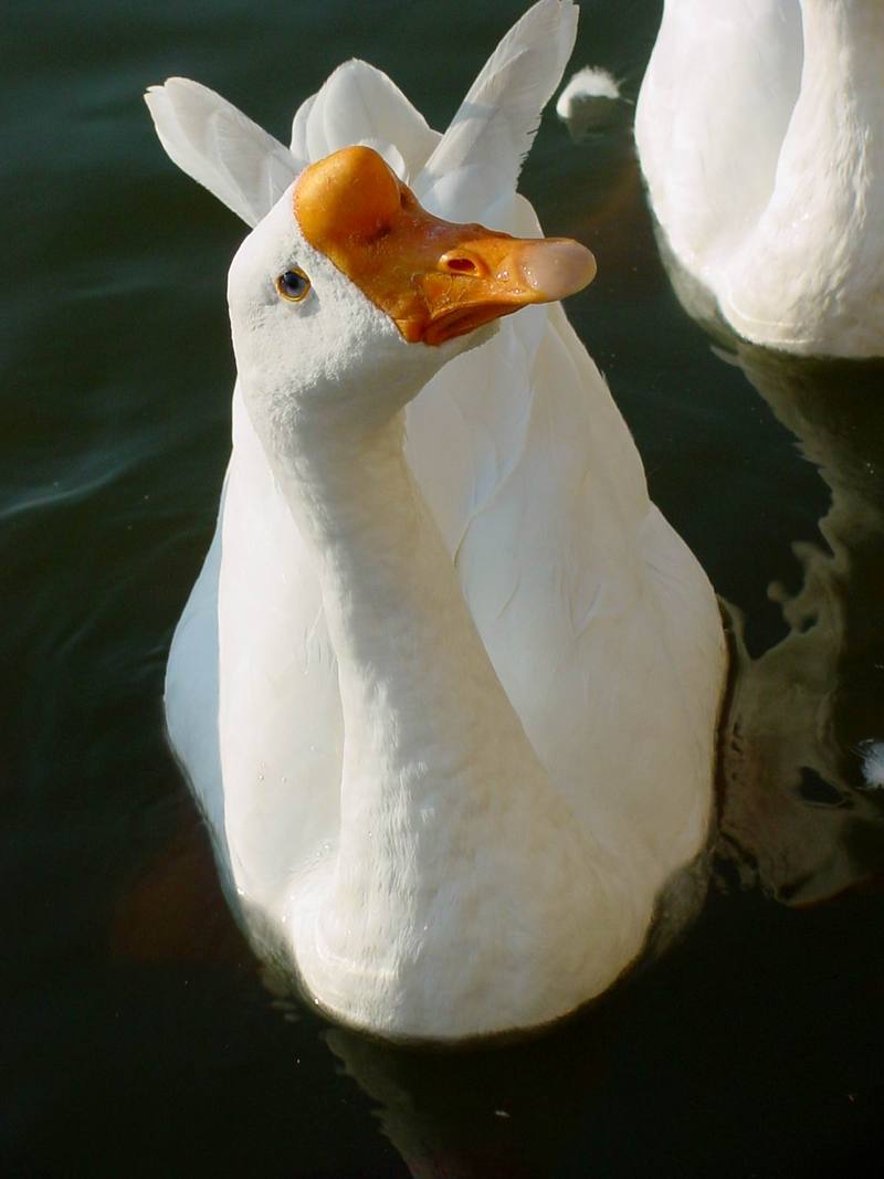 중국거위 Anser cygnoides (Swan Goose) - '과자 주세요!!!'; DISPLAY FULL IMAGE.