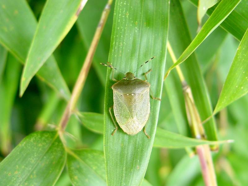 대나무 잎위의 풀색노린재 Nezara antennata (Green Stink Bug); DISPLAY FULL IMAGE.
