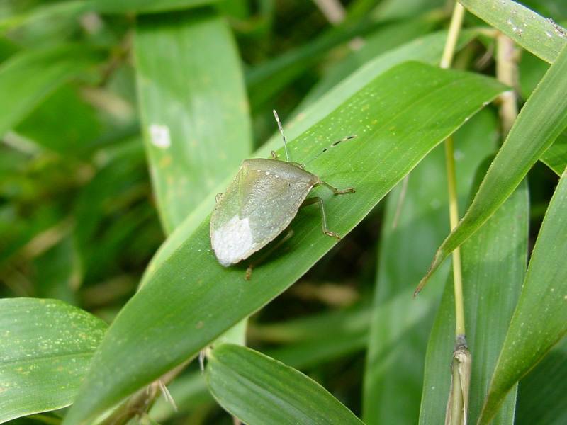 대나무 잎위의 풀색노린재 Nezara antennata (Green Stink Bug); DISPLAY FULL IMAGE.