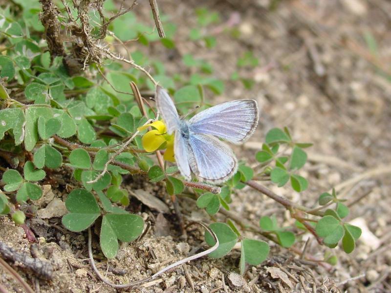 남방부전나비 Pseudozizeeria maha (Pale Grass Blue Butterfly); DISPLAY FULL IMAGE.