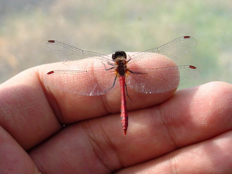내 손가락에 앉힌 고추잠자리??? --> 두점박이좀잠자리(성숙 수컷) Sympetrum eroticum (Darter Dragonfly); DISPLAY FULL IMAGE.