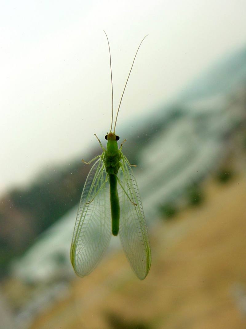 때늦은 풀잠자리 (Green Lacewing); DISPLAY FULL IMAGE.