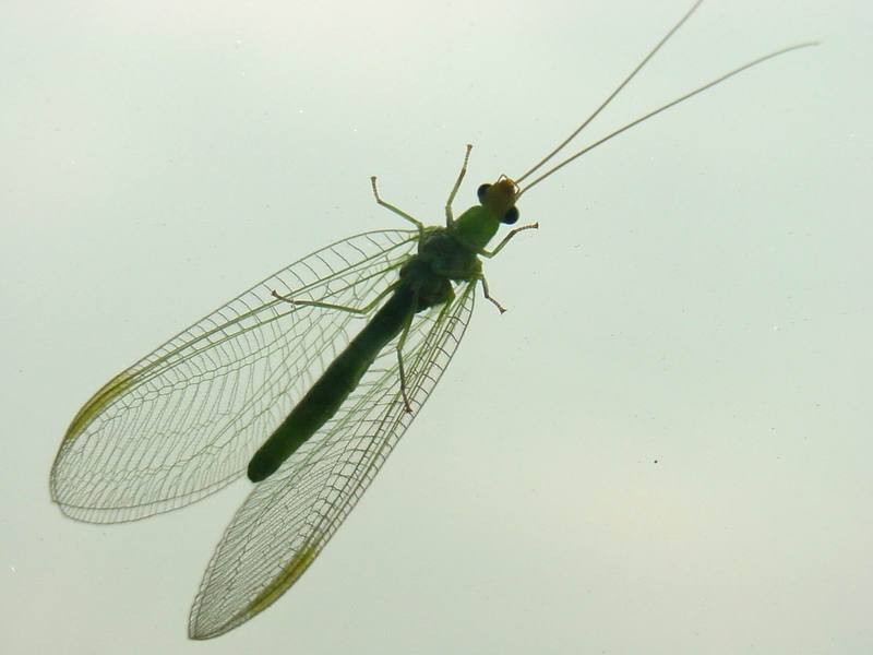 때늦은 풀잠자리 (Green Lacewing); DISPLAY FULL IMAGE.