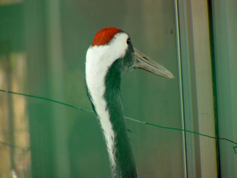 두루미 Grus japonensis (Red-crowned Crane); DISPLAY FULL IMAGE.