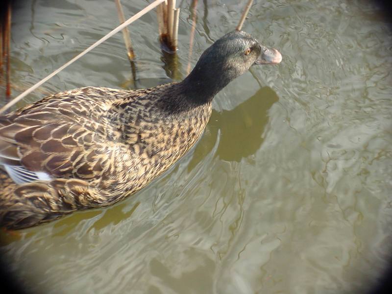 청둥오리 Anas platyrhynchos (Mallard Duck F1); DISPLAY FULL IMAGE.