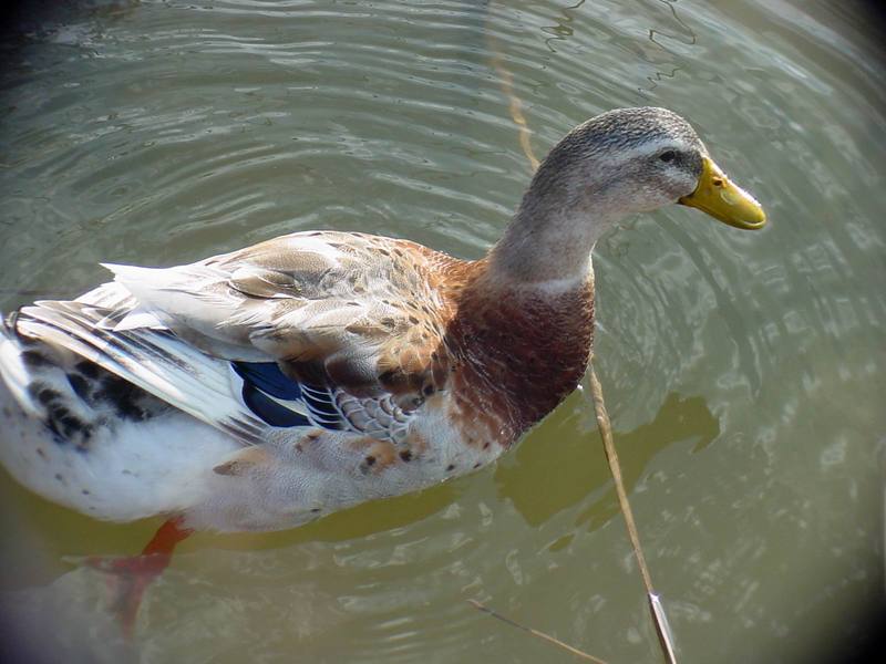청둥오리 Anas platyrhynchos (Mallard Duck F1); DISPLAY FULL IMAGE.