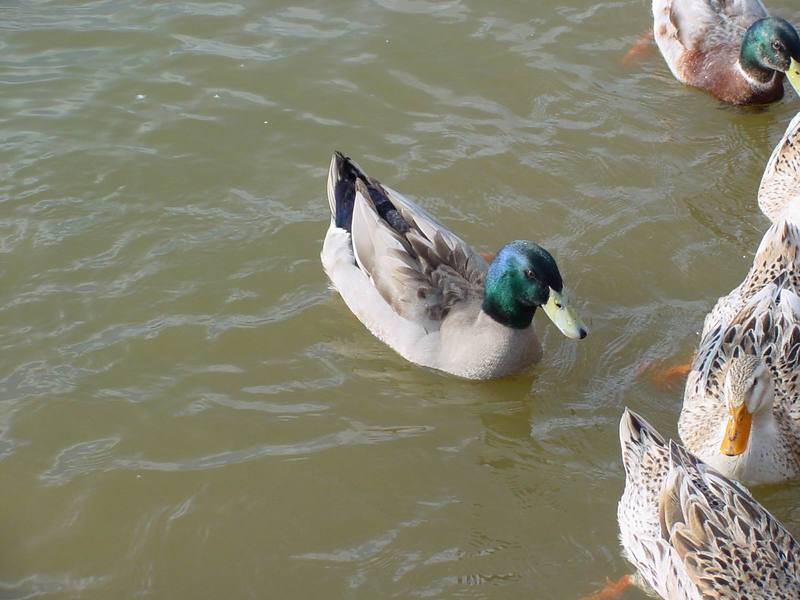 청둥오리 Anas platyrhynchos (Mallard Duck); DISPLAY FULL IMAGE.