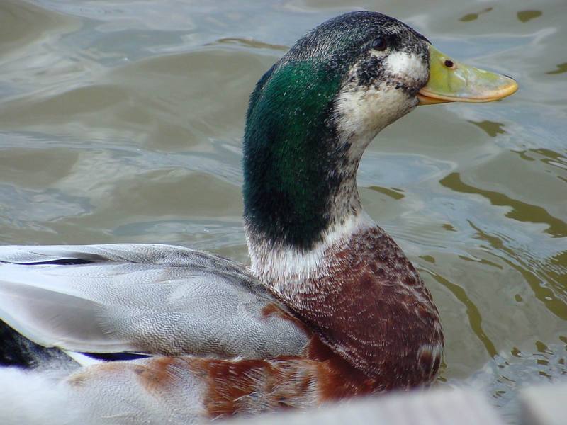 청둥오리 Anas platyrhynchos (Mallard Duck); DISPLAY FULL IMAGE.