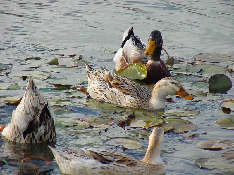 청둥오리 Anas platyrhynchos (Mallard Ducks); DISPLAY FULL IMAGE.
