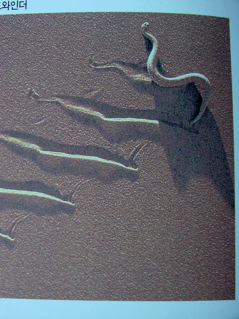 뿔방울뱀(사이드와인더) Crotalus cerastes (Sidewinder); DISPLAY FULL IMAGE.
