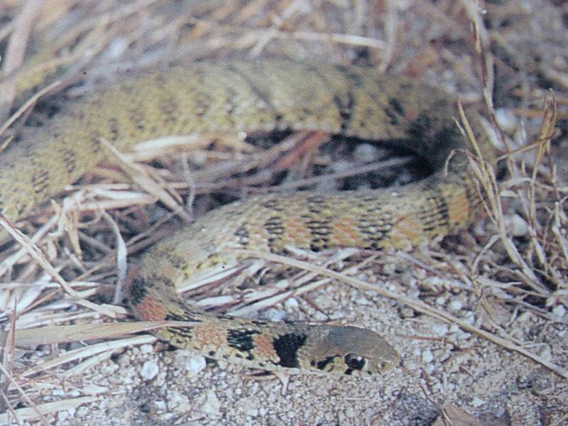 유혈목이 Rhabdophis tigrinus lateralis (Korean Tiger Keelback Snake); DISPLAY FULL IMAGE.