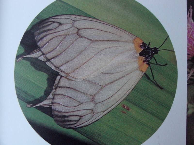 벚나무모시나방 Elcysma westwoodii (White-tailed Zygaenid Moth); DISPLAY FULL IMAGE.
