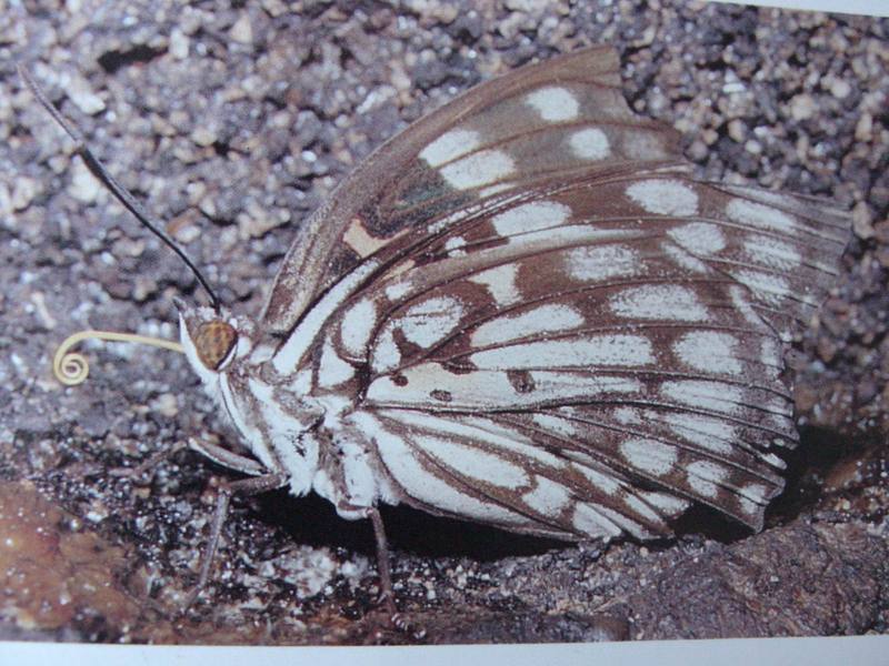 대왕나비 Sephisa princeps (Amur Courtier Butterfly?); DISPLAY FULL IMAGE.
