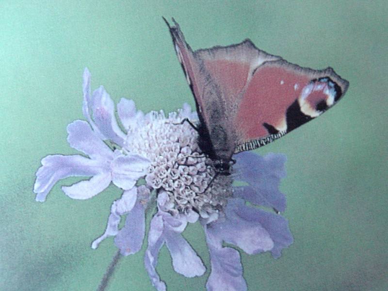 공작나비 Inachis io (Peacock Butterfly); DISPLAY FULL IMAGE.