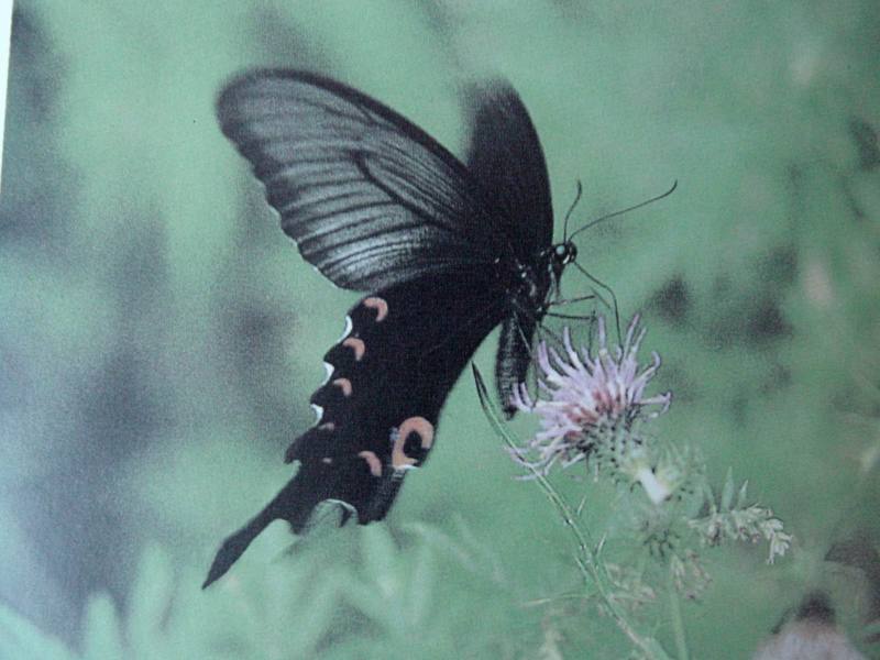 긴꼬리제비나비 Papilio macilentus (Long Tail Spangle); DISPLAY FULL IMAGE.