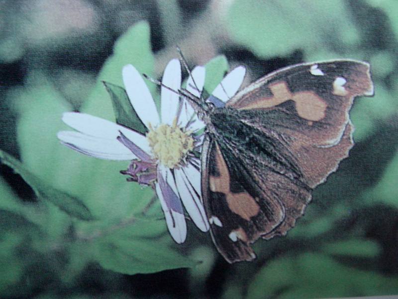 뿔나비 Libythea celtis (Nettle-tree Butterfly); DISPLAY FULL IMAGE.