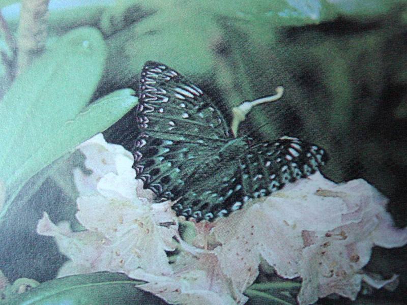 먹그림나비 Dichorragia nesimachus (Constable Butterfly); DISPLAY FULL IMAGE.