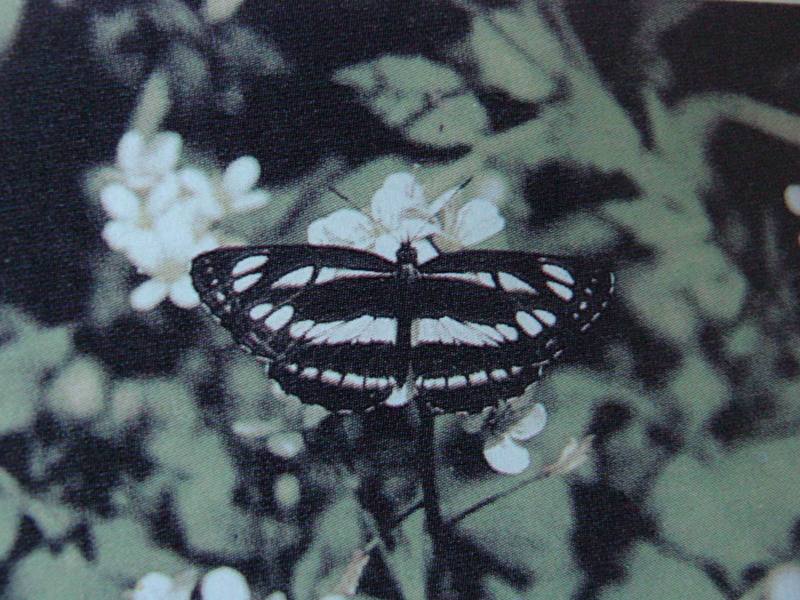 애기세줄나비 Neptis sappho (Pallas' Sailer Butterfly); DISPLAY FULL IMAGE.