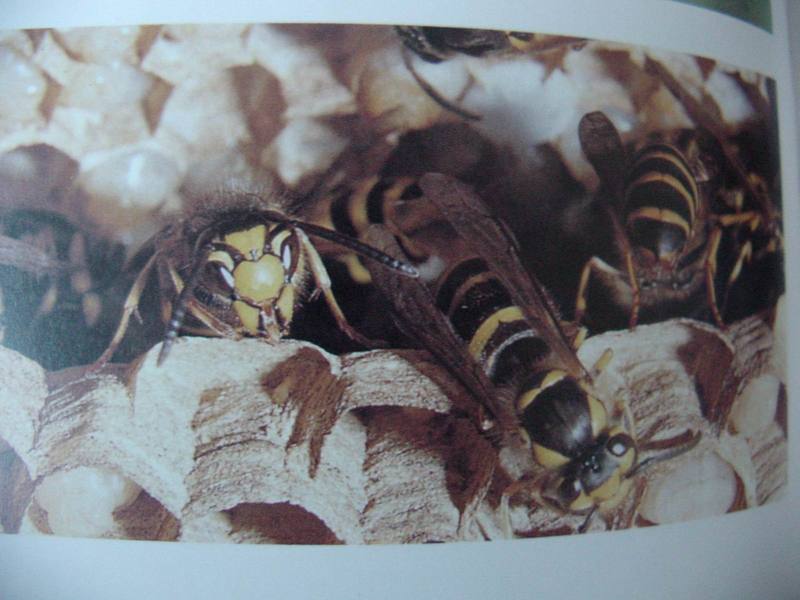 땅벌 Vespula flaviceps lewisii (Korean Yellow-Jacket Wasp); DISPLAY FULL IMAGE.