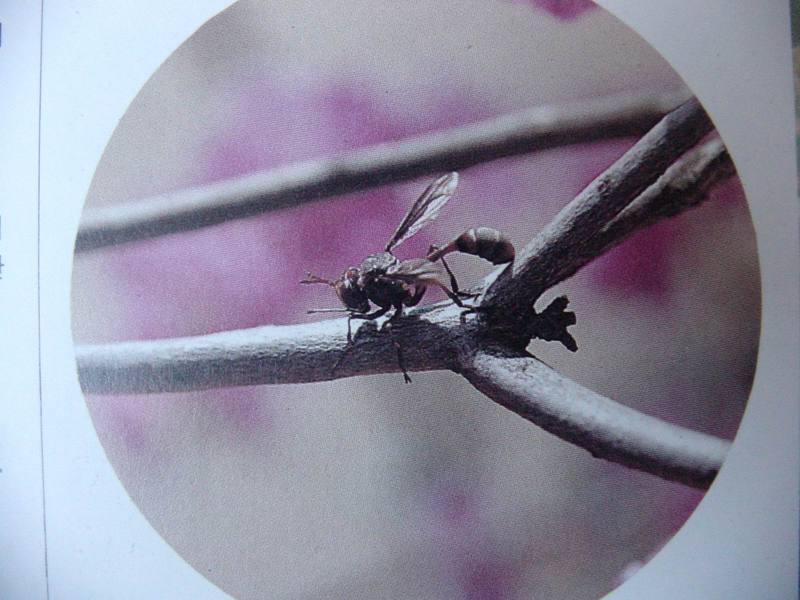 나나니 Ammophila sabulosa infesta (Red-banded Sand Wasp); DISPLAY FULL IMAGE.