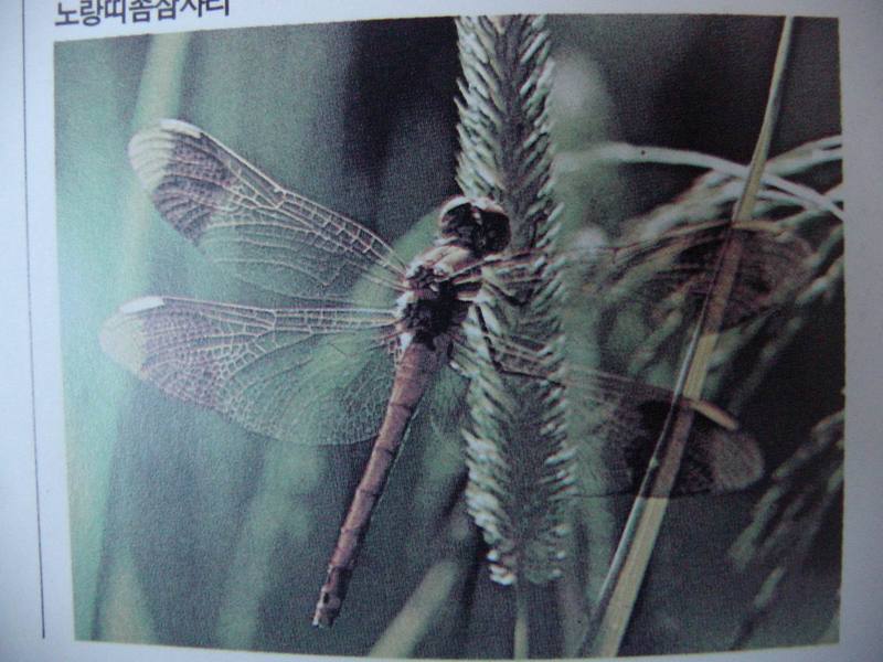 노란띠좀잠자리 Sympetrum pedemontanum elatum (Eurasian Band-winged Dragonfly); DISPLAY FULL IMAGE.