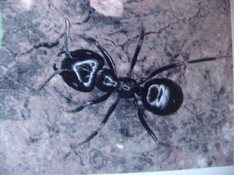 집호리가슴개미 Leptothorax congruus (Korean Ant); DISPLAY FULL IMAGE.