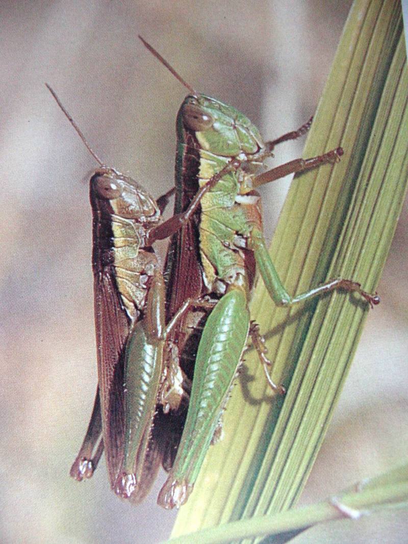 벼메뚜기 Oxya chinensis (Chinese Rice Grasshopper); DISPLAY FULL IMAGE.