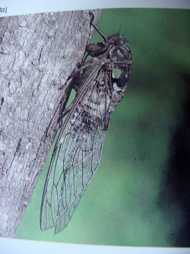 참매미 Oncotympana fuscata (Dusky Cicada); DISPLAY FULL IMAGE.