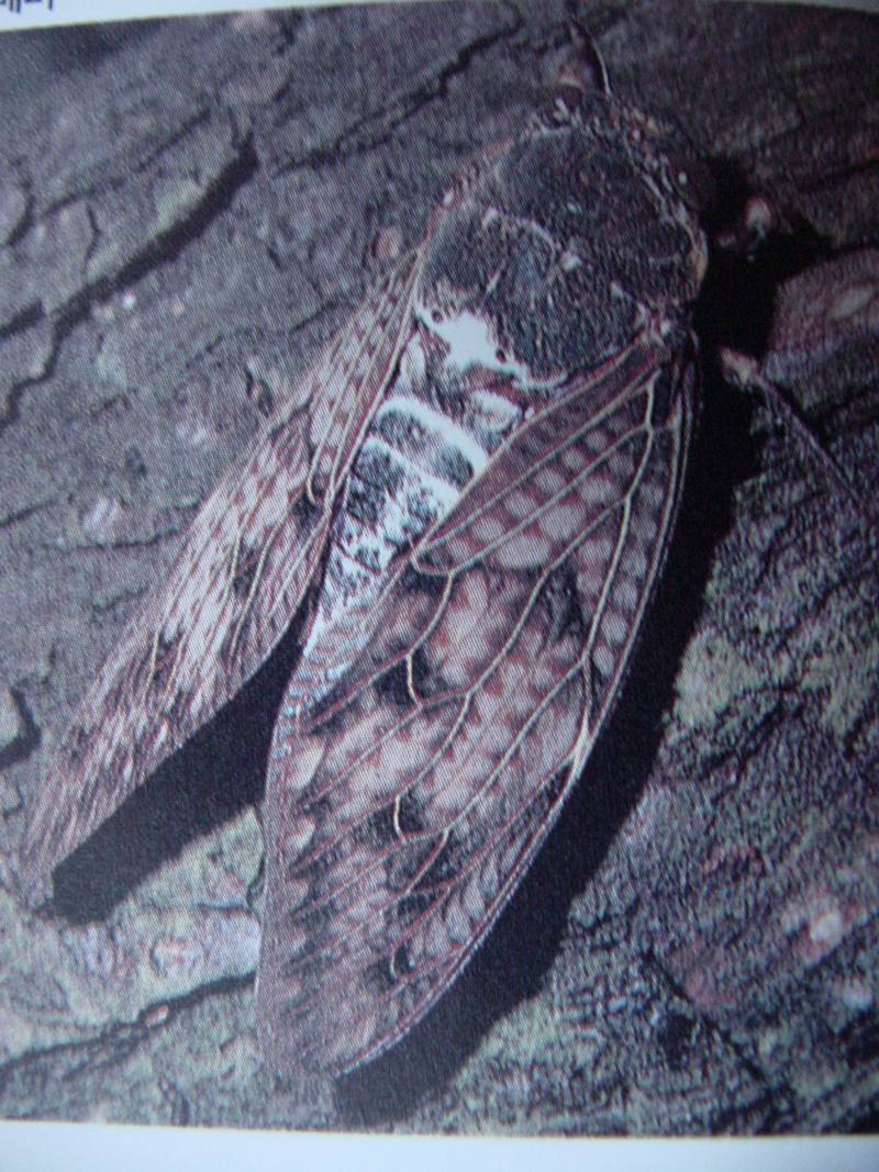 유지매미 Graptopsaltria nigrofuscata (Large Brown Cicada); DISPLAY FULL IMAGE.