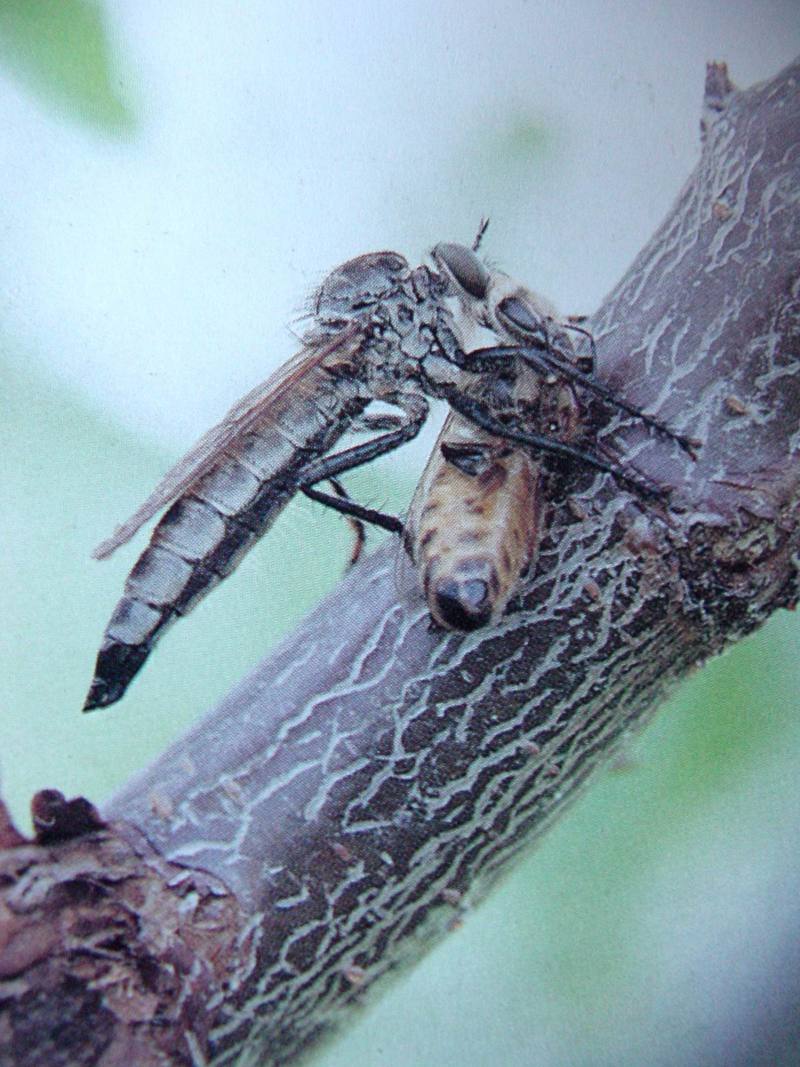 파리매 Promachus yesonicus (Robberfly); DISPLAY FULL IMAGE.
