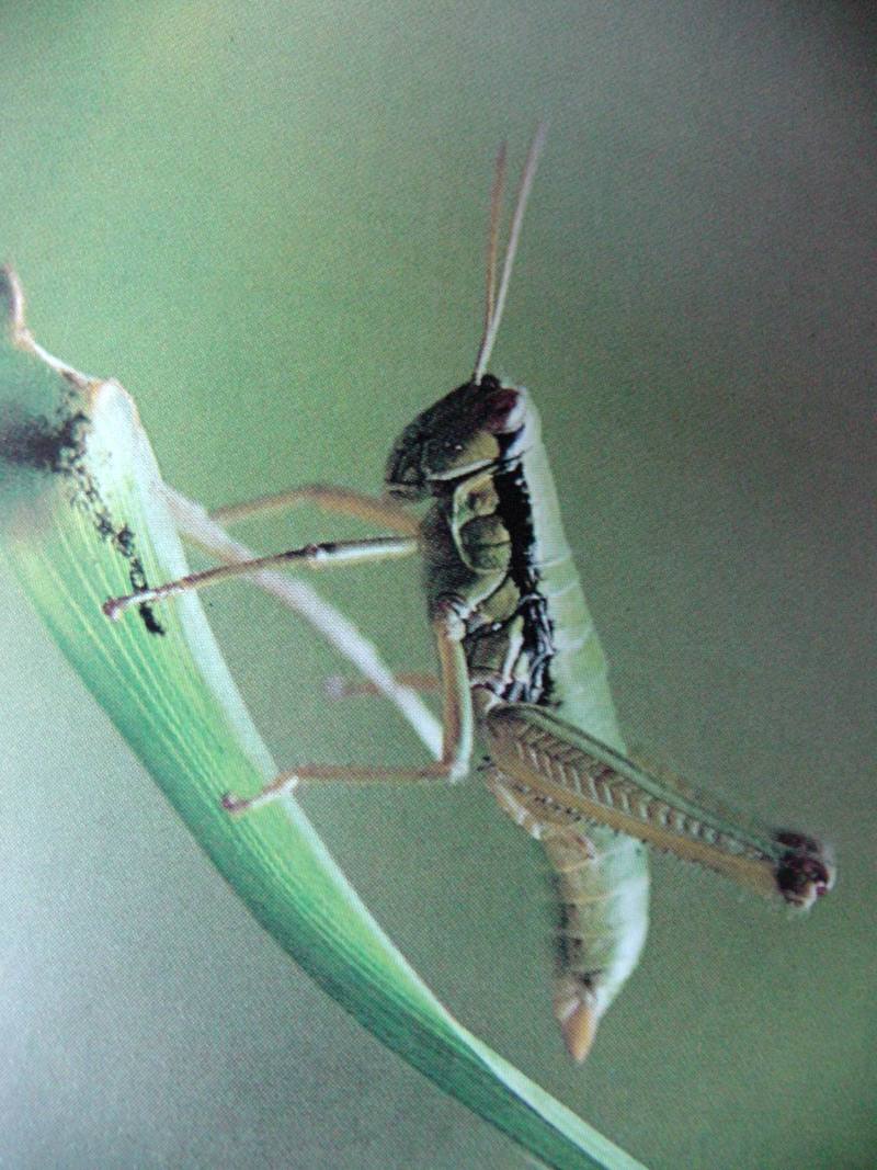 밑드리메뚜기 Podisma sapporensis (Korean Alpine Grasshopper); DISPLAY FULL IMAGE.